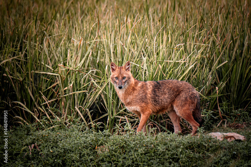 Wild Jackal Emerging Through Tall Grass in Natural Habit