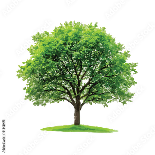 Vector watercolor green tree or forest side view isolated on white background for landscape and architecture drawing,elements for environment or and garden,Shrub for section