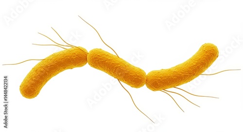 Bacteria Chain Microscopic View