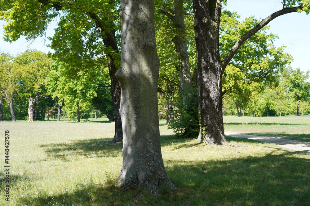 Baumlandschaft in Park Sanssouci im Frühling