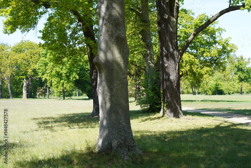 Obraz na płótnie Baumlandschaft in Park Sanssouci im Frühling w salonie