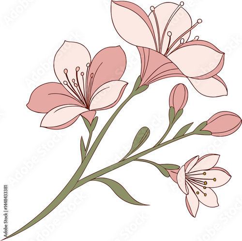 Line art freesia flower drawing