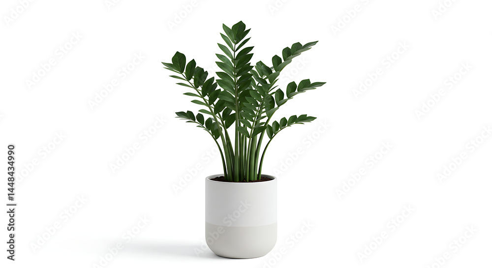 Fototapeta premium Succulent plant zamioculca variegata isolated on a white background