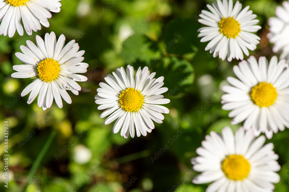 White daisies White daisies