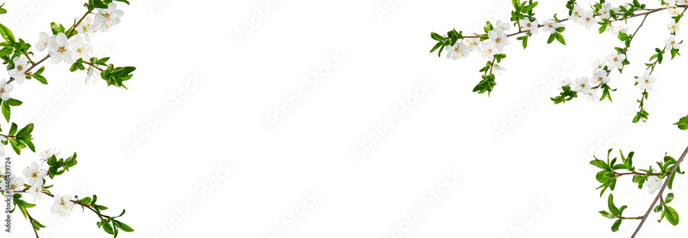 Frame of flowers blooming apple or cherry isolated white background with clipping path. Spring floral composition. Festive flower concept with copy space. Can be used for self design.Banner. Frame of flowers blooming apple or cherry isolated white background with clipping path. Spring floral composition. Festive flower concept with copy space. Can be used for self design.Banner.