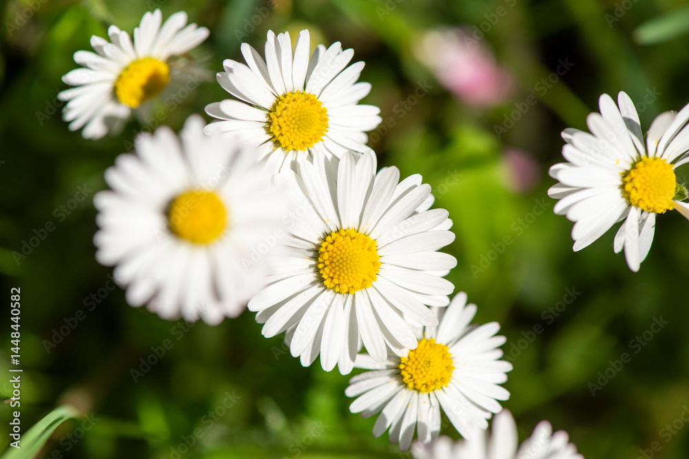 White daisies White daisies