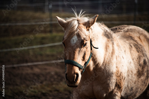 Brown horse portrai