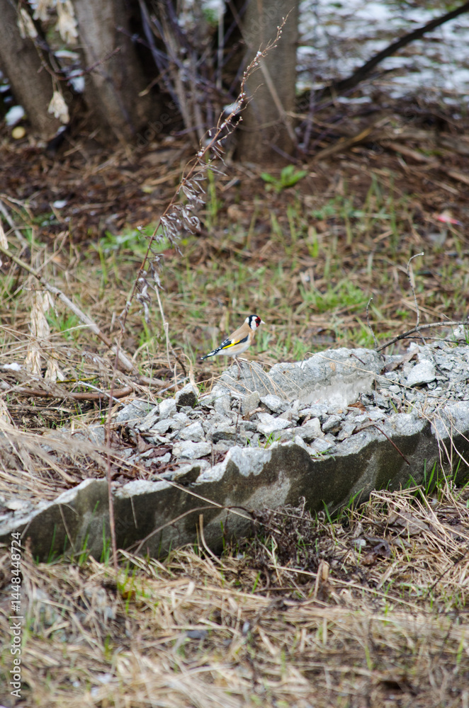 Obraz premium The Goldfinch