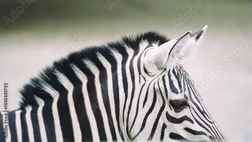 Beautiful African zebra eating fresh green grass. Zoo concept. Close-up of muzzle. Zebra wags its tail.