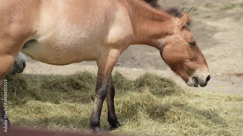 Przewalski's brown horse. Endangered species of animals. Mane of a brown horse. Portrait of a foal close-up.