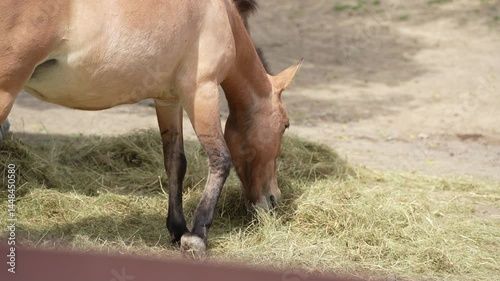 Przewalski's brown horse. Endangered species of animals. Mane of a brown horse. Portrait of a foal close-up.