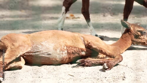 One brown llama lies resting on the ground. Animals outdoors. Animal breeding - farming.