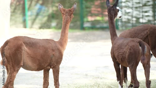Five cute llamas in a zoo enclosure. Animal breeding - farming. Llamas enjoy a walk in the fresh air.