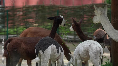 Five cute llamas in a zoo enclosure. Animal breeding - farming. Llamas enjoy a walk in the fresh air. Eating grass standing in a group.