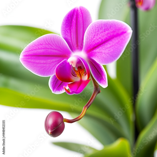 Purple Orchid Flower isolated on white background
