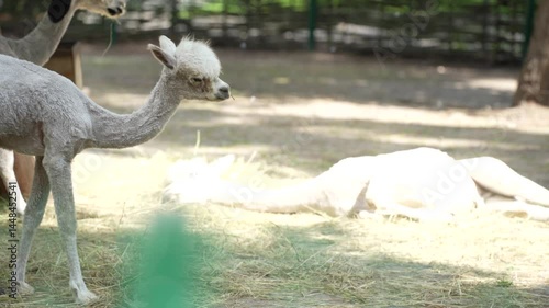 One white llama lies resting on the ground. Animals outdoors. Animal breeding - farming.