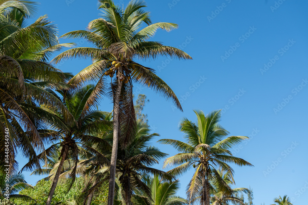 custom made wallpaper toronto digitalCoconutTree. Arecibo, Puerto Rico