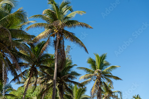 Wallpaper Mural CoconutTree. Arecibo, Puerto Rico Torontodigital.ca