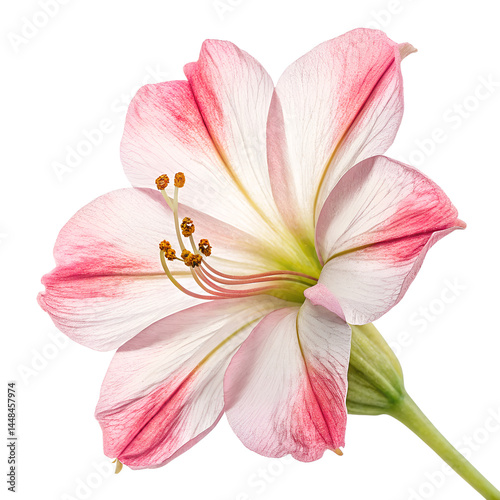 mirabilis jalapa flower on white background