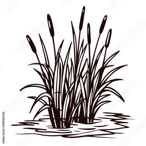 of cattail reeds growing in pond water on white background.