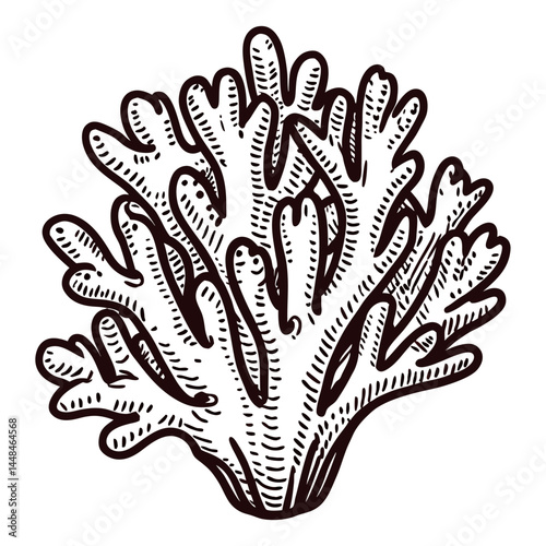 Detailed of coral reef structure with intricate patterns.