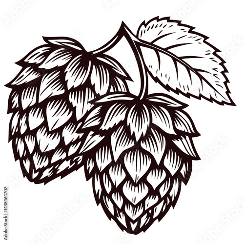 Detailed botanical of hop cones and leaves in vintage.