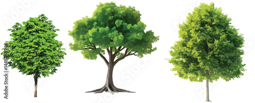 Vector watercolor green tree or forest side view isolated on white background for landscape and architecture drawing,elements for environment or and garden,Shrub for section