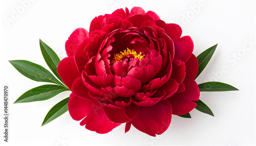 対称美と光沢が際立つ赤い芍薬が咲く春の日 generative ai