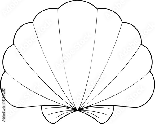 scallop hand drawn