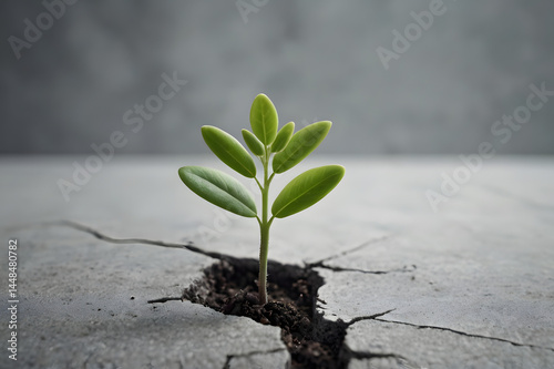 life growing, plant growing through the soil, meaning of life