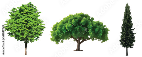 Vector watercolor green tree or forest side view isolated on white background for landscape and architecture drawing,elements for environment or and garden,Shrub for section