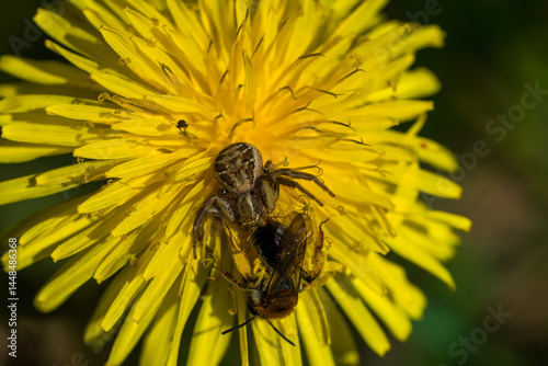 bee on yellow flower