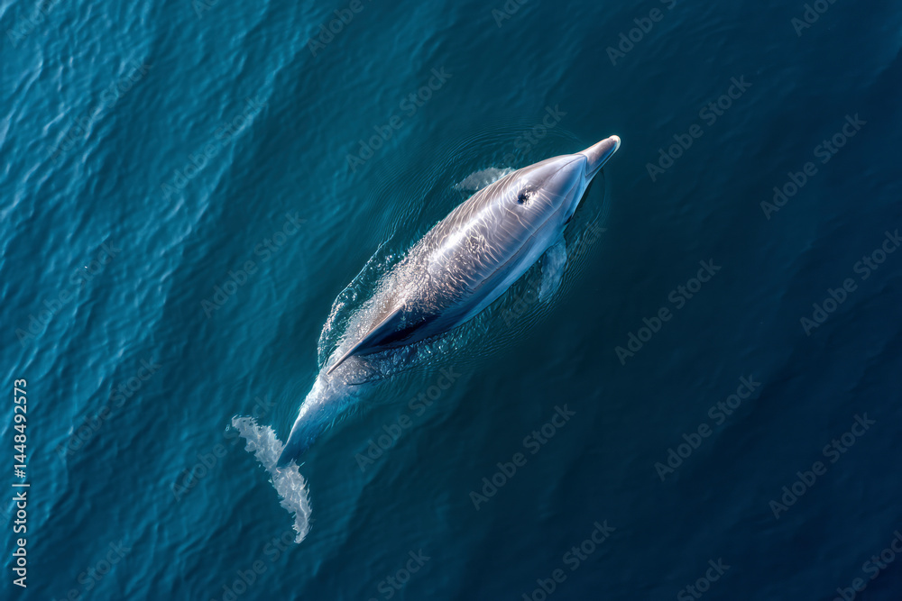 Fototapeta premium Aerial View of a Bottlenose Dolphin Swimming in the Blue Sea