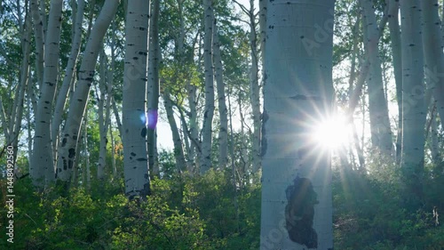 Morning Sunlight In Aspen Forest