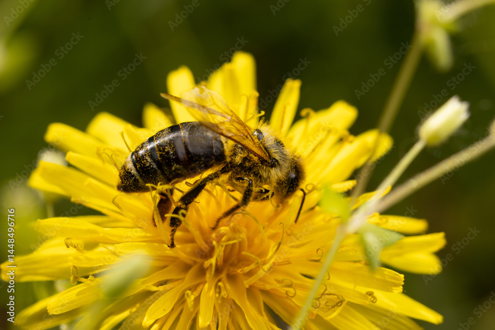 A bee is captured in a close-up shot as it collects nectar from a vibrant yellow flower on a sunny day. A bee is captured in a close-up shot as it collects nectar from a vibrant yellow flower on a sunny day.