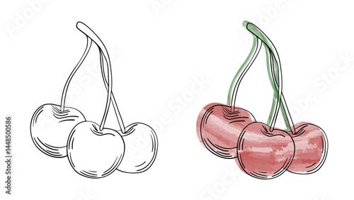 Hand drawn line art sketch cherry fruit. Watercolor cherries juicy berry water coloring page