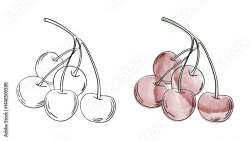 Hand drawn line art sketch cherry fruit. Watercolor cherries juicy berry water coloring page