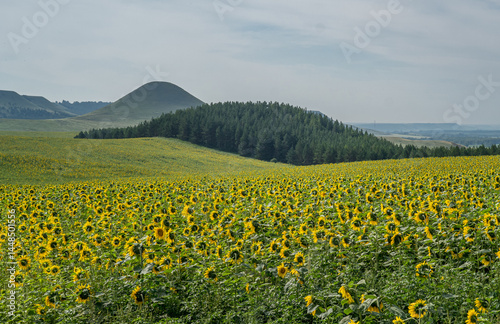 A field of blooming sunflowers against a backdrop of hills and forest.