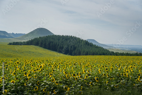 A field of blooming sunflowers against a backdrop of hills and forest.