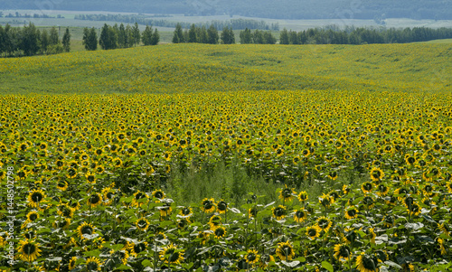 A field of blooming sunflowers against a backdrop of hills and forest.