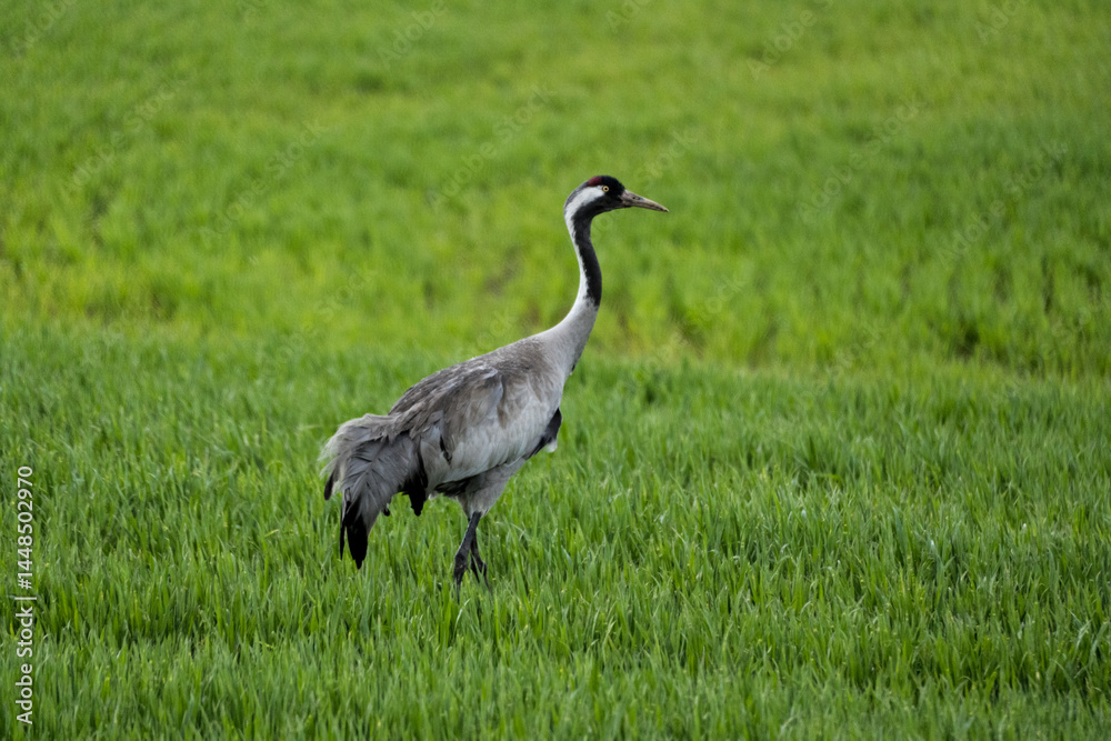 Obraz premium Grey crane in vibrant meadow grass, early spring wildlife scene of birdwatching and natural habitat in rural countryside