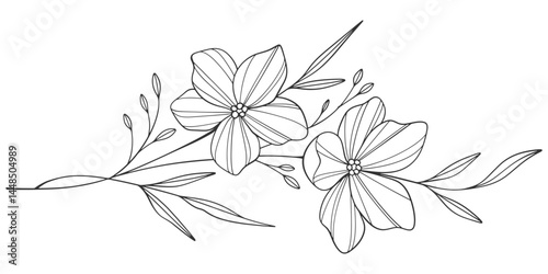 Sketch Floral Botany Collection. flower drawings. Black and white with line art on white backgrounds. Hand Drawn Botanical Illustrations.Vector.
