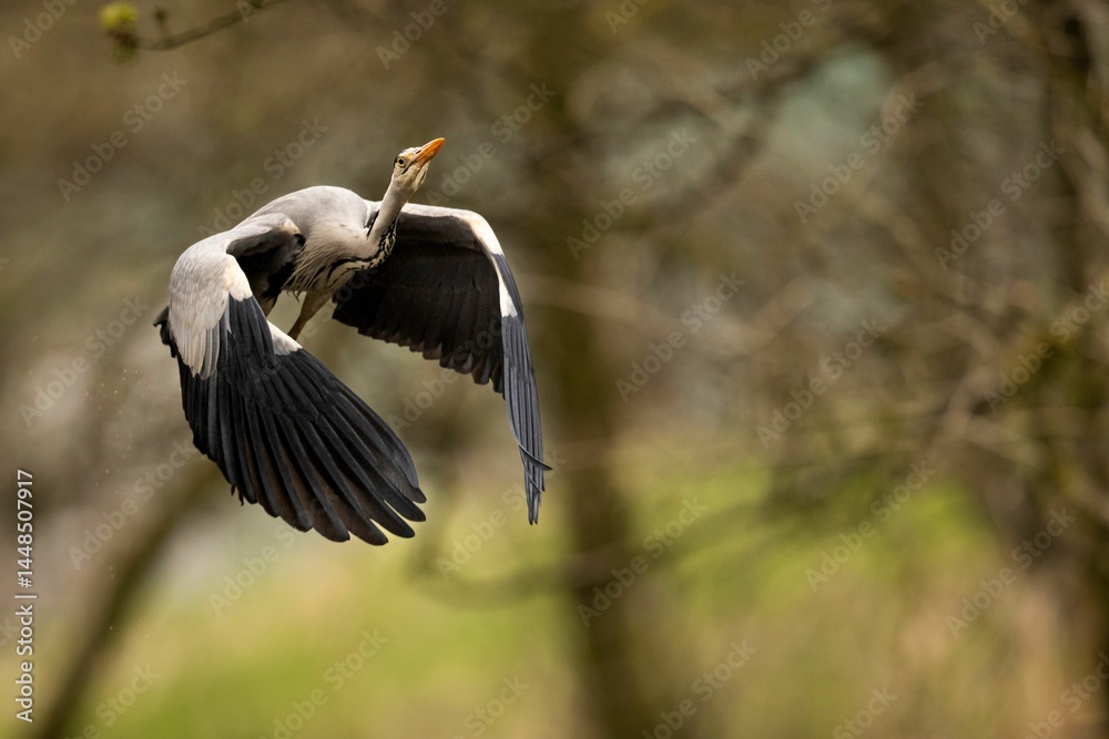 Fototapeta premium Heron in flight with blurred trees