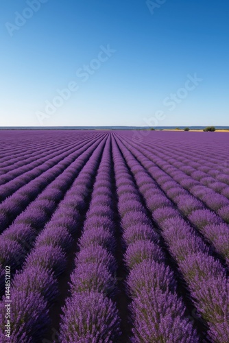 Obraz na płótnie Aerial View of Lavender Fields in Simple Composition w salonie