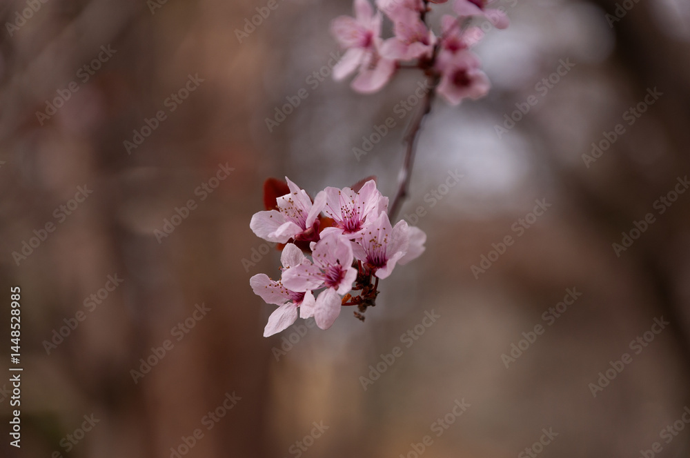 Fototapeta premium Pink blossoms in full bloom on fruit tree in the spring garden
