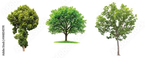 Vector watercolor green tree or forest side view isolated on white background for landscape and architecture drawing,elements for environment or and garden,Shrub for section