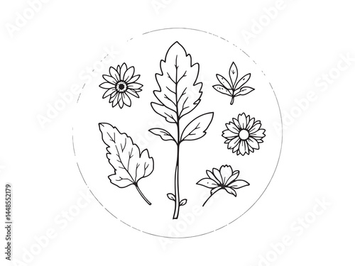 Delicate Aster Outline Illustration For Decor