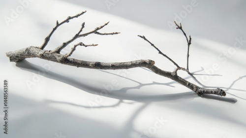 Single branch against white background