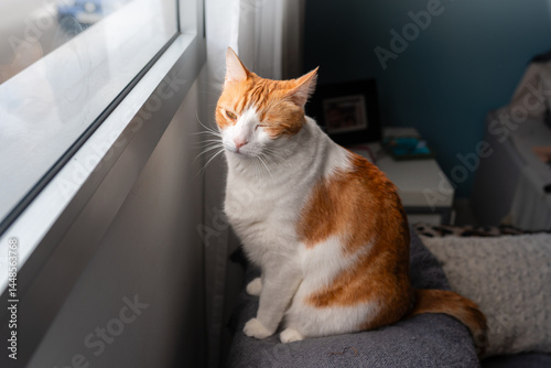 brown and white cat with yellow eyes by the window