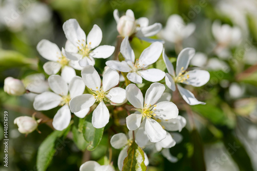 Closeup white blossoms of pear, cherry in spring.